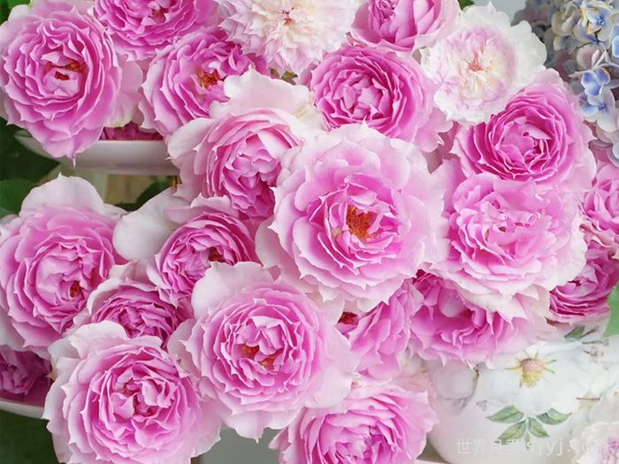 托妮莎德月季/粉天方夜谭月季Doniazade(图1)