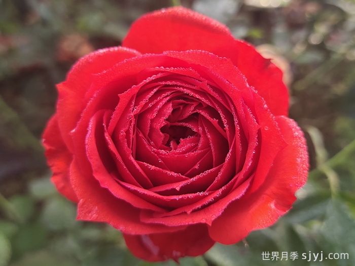 红苹果月季Red Apple(图1)