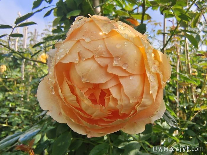 夏洛特夫人月季/夏洛特女郎Lady of Shalott(图4)