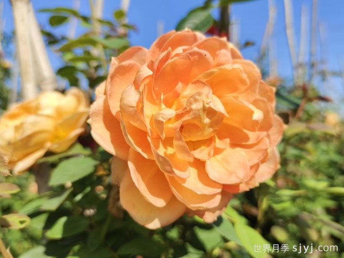 夏洛特夫人月季/夏洛特女郎Lady of Shalott(图8)