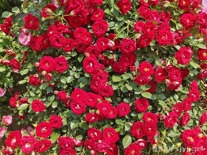 藤本小女孩月季/夏令营月季Maidy(图3)