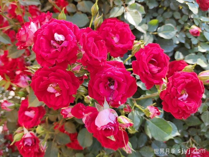 藤本小女孩月季/夏令营月季Maidy(图4)