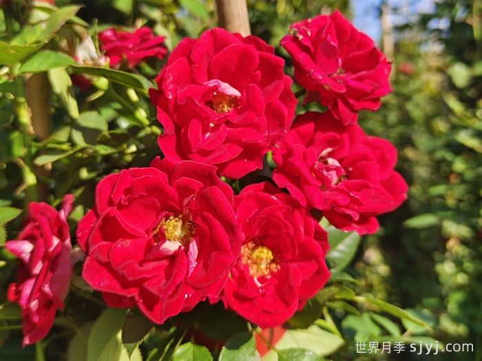 藤本小女孩月季/夏令营月季Maidy(图5)