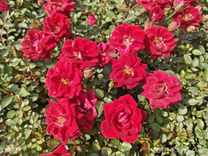 小女孩月季Maidy(图2)