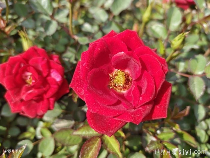 小女孩月季Maidy(图3)