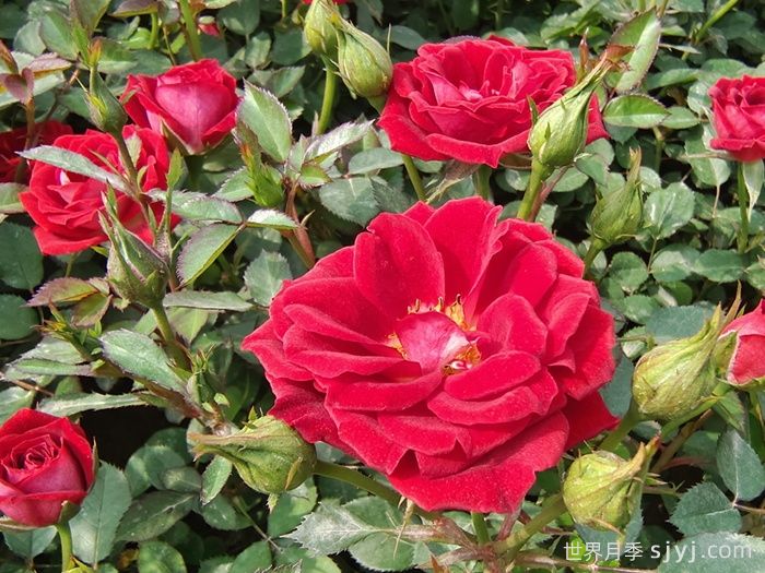 小女孩月季Maidy(图4)