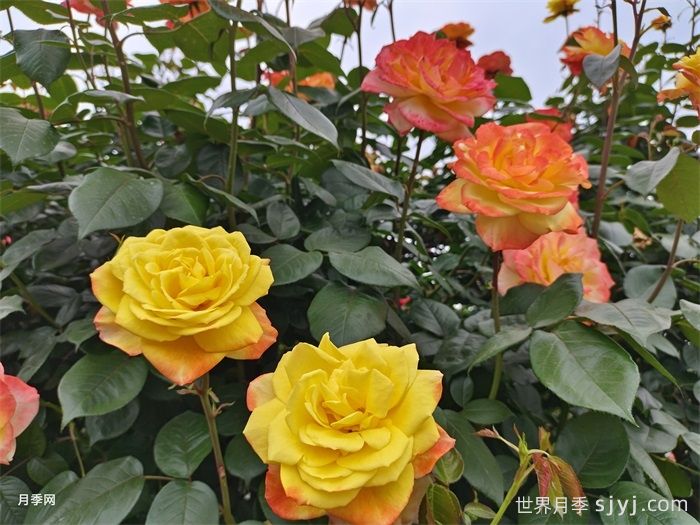 光谱月季Spectra(图6)