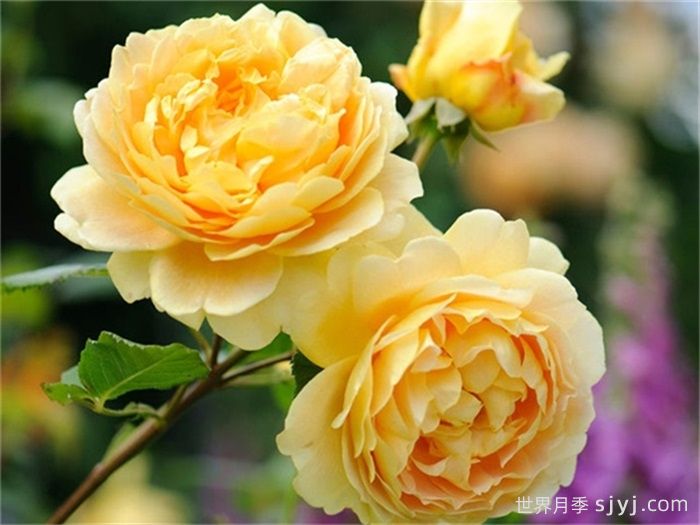 黄金庆典月季/金色庆典Golden Celebration(图3)