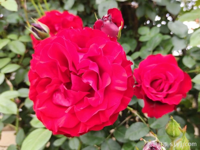 御用马车月季Parkdirektor Riggers(图1)