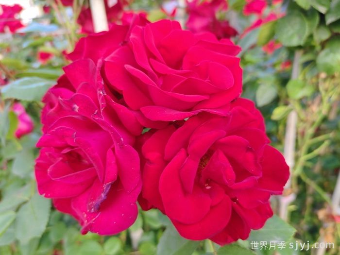 御用马车月季Parkdirektor Riggers(图5)