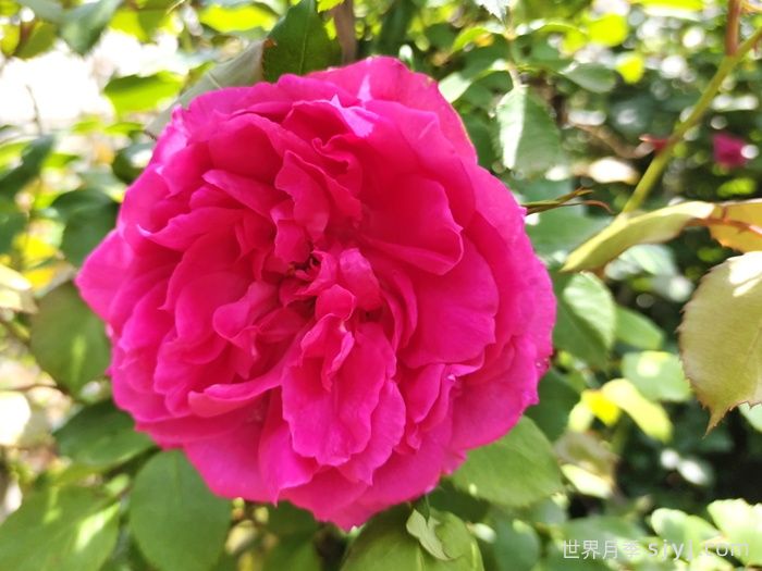 大游行月季Parade(图5)