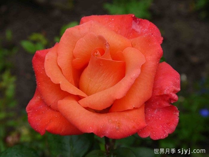 却可克月季Chacock(图3)