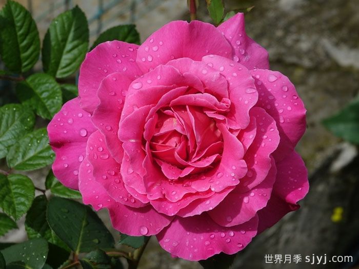 粉和平月季/娇娥Pink Peace(图1)