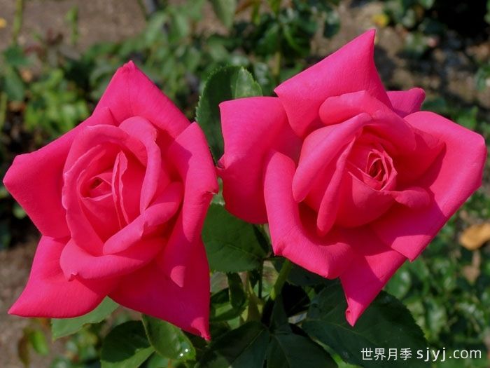 全美小姐月季/全美丽人Maria Callas(图2)