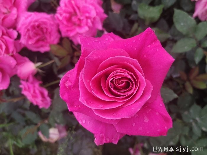 全美小姐月季/全美丽人Maria Callas(图3)