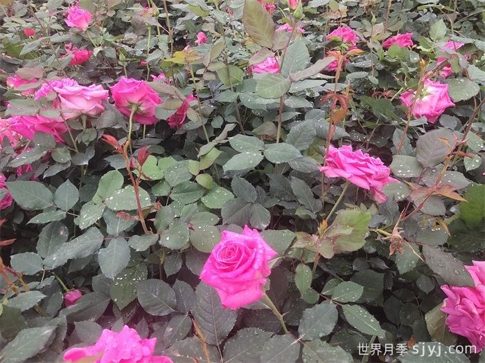 全美小姐月季/全美丽人Maria Callas(图4)