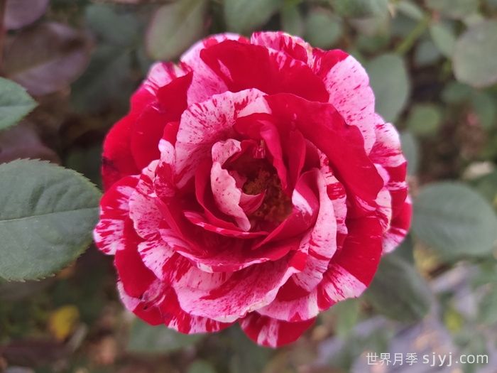 节日礼花月季(图2)