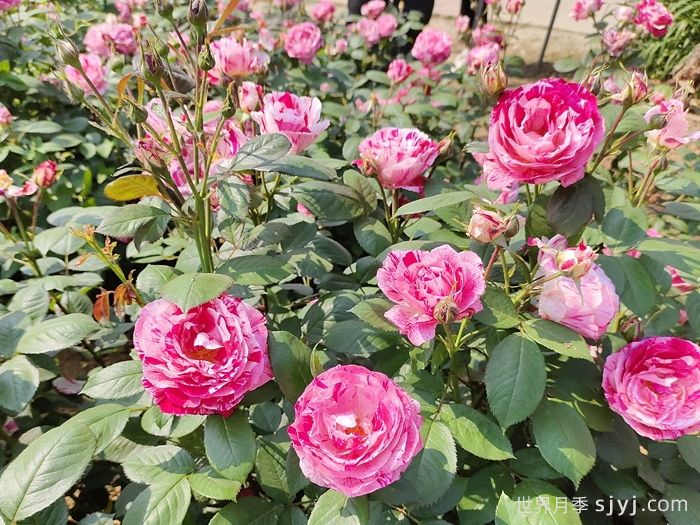 节日礼花月季(图7)