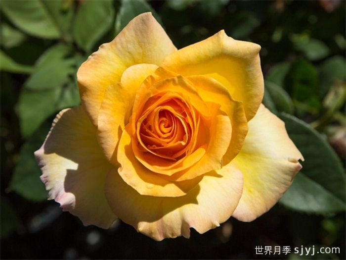 金奖章月季Gold Medal(图2)