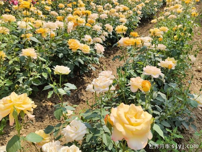 金奖章月季Gold Medal(图5)