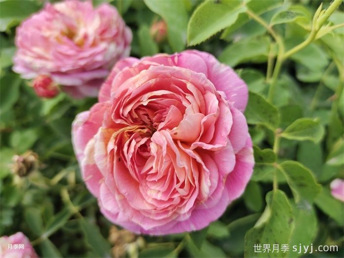 耐热性强的6种月季，35度高温花型花色依然很美(图1)