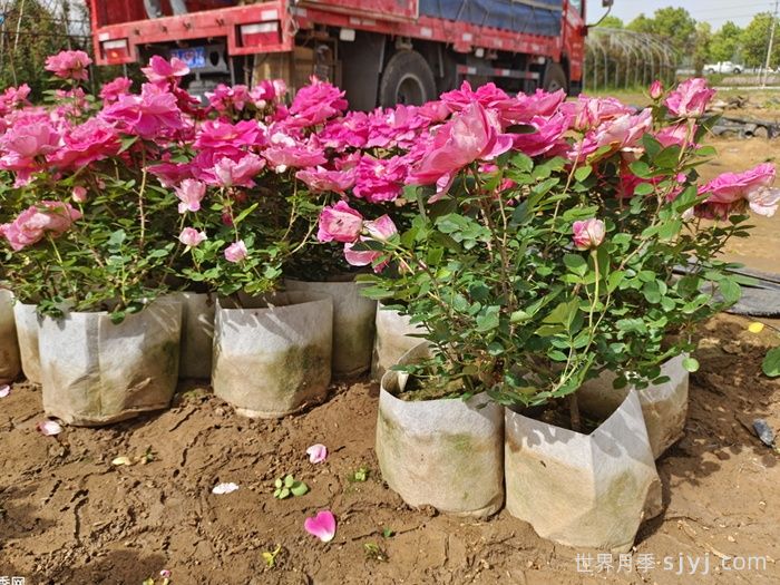 月季网：月季常用规格术语大全(图3)