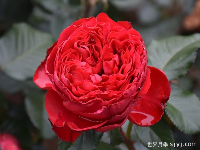 茶花女月季Traviata(图1)