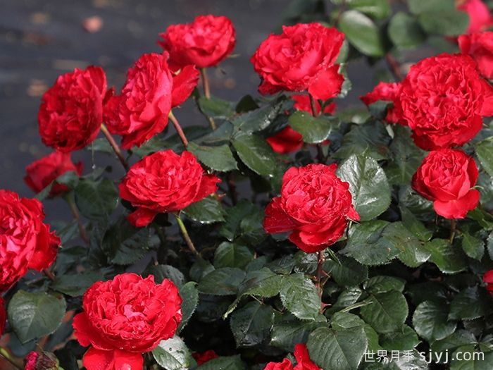 茶花女月季Traviata(图3)