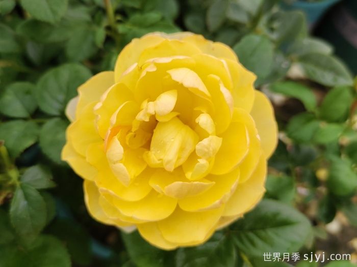 黄果汁月季/黄色果汁阳台/柠檬果汁(图1)