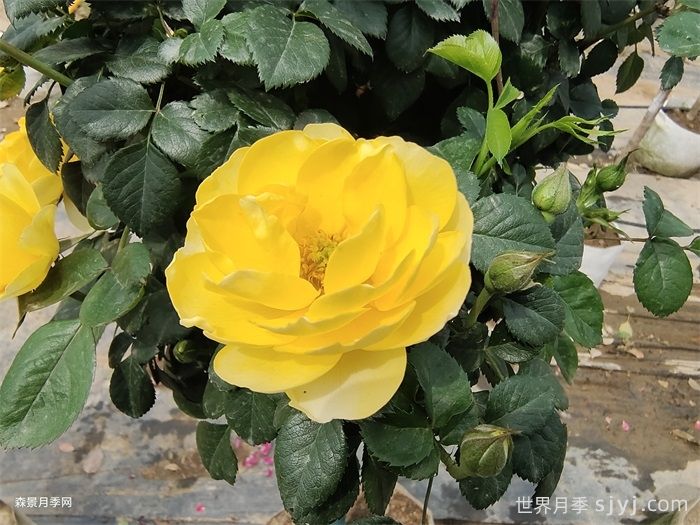 黄果汁月季/黄色果汁阳台/柠檬果汁(图5)