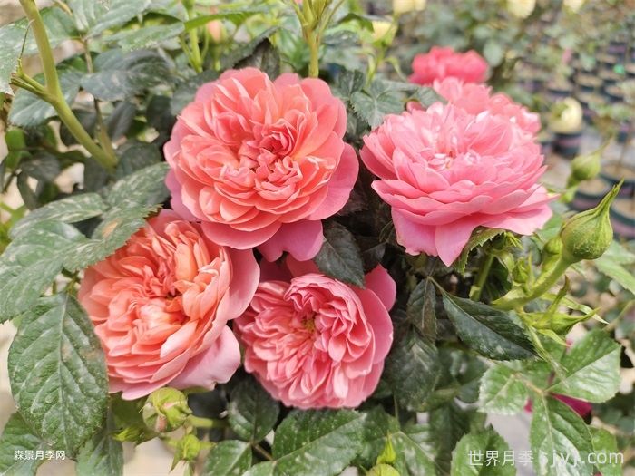 红果汁月季/红色果汁阳台/血橙(图1)