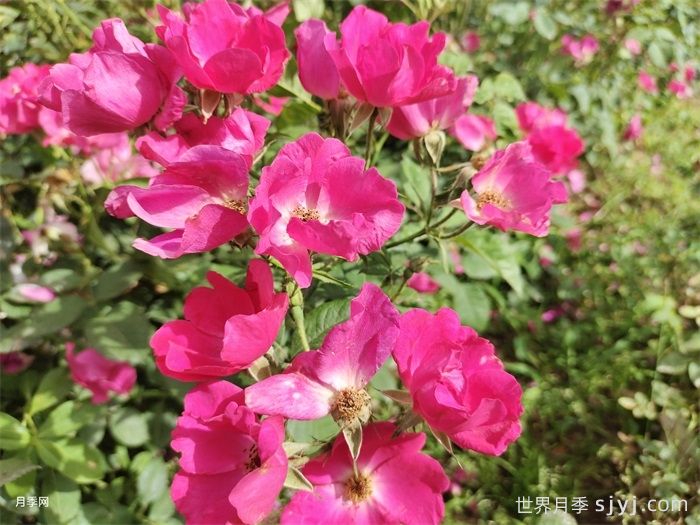 小桃红月季Marjorie Fair(图2)