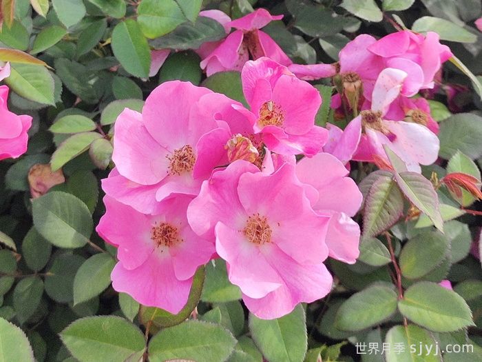 杏花村月季Betty Prior(图2)