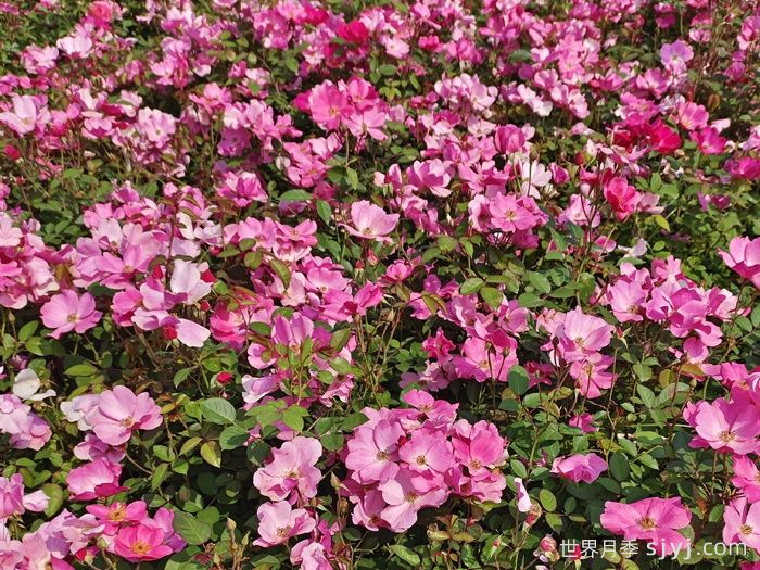 杏花村月季Betty Prior(图3)