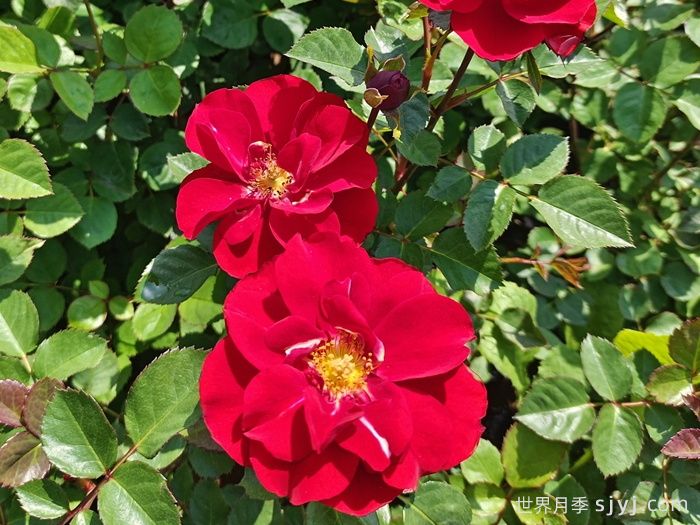 莫海姆月季/曼海姆宫殿月季Schloss Mannheim(图2)