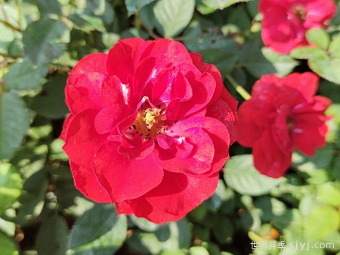 莫海姆月季/曼海姆宫殿月季Schloss Mannheim(图3)