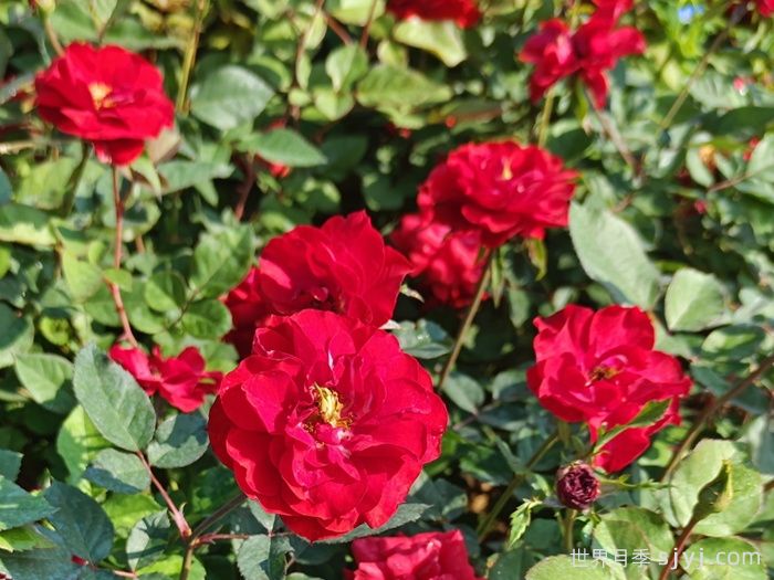 莫海姆月季/曼海姆宫殿月季Schloss Mannheim(图5)