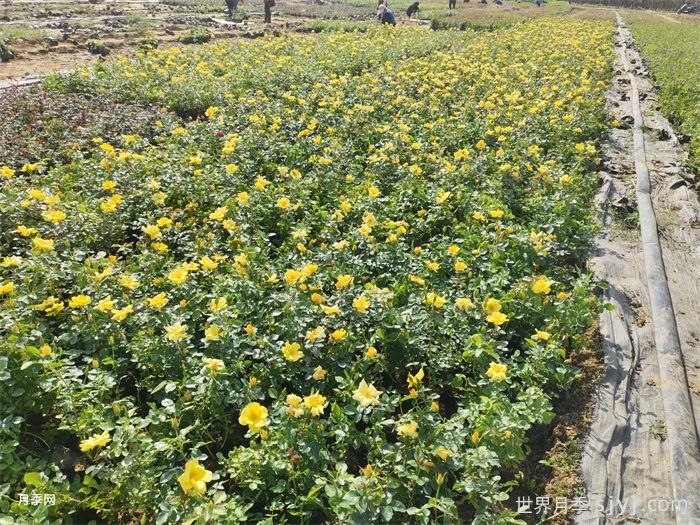 欢笑月季Bright Smile(图5)