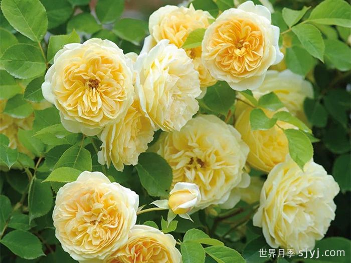 欢笑格鲁吉亚月季/戏弄乔治亚月季Teasing Georgia(图4)