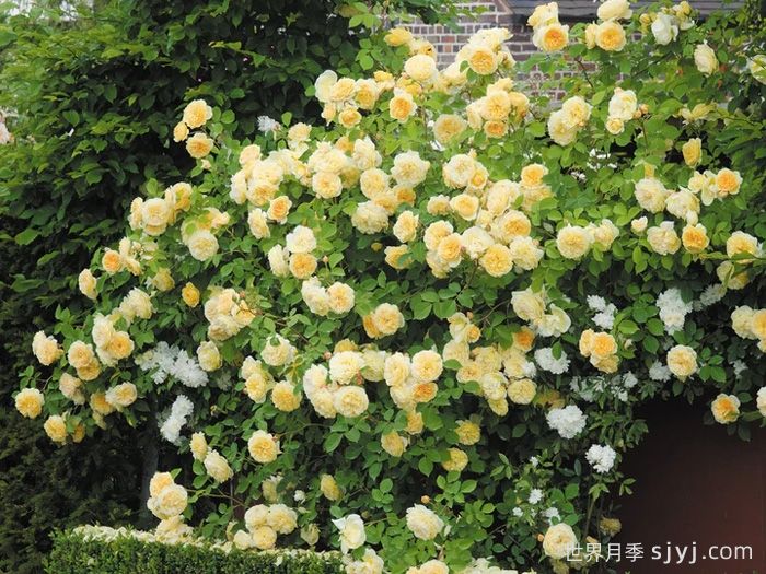 欢笑格鲁吉亚月季/戏弄乔治亚月季Teasing Georgia(图6)