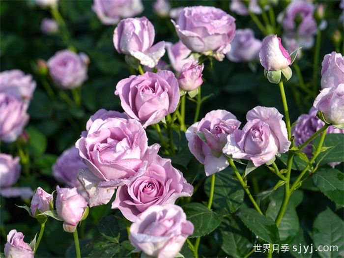 蓝色风暴月季/暗恋的心Shinoburedo(图4)