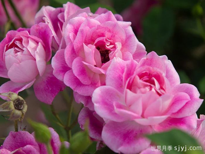 亮粉冰山月季/深粉冰山Brilliant Pink Iceberg(图2)