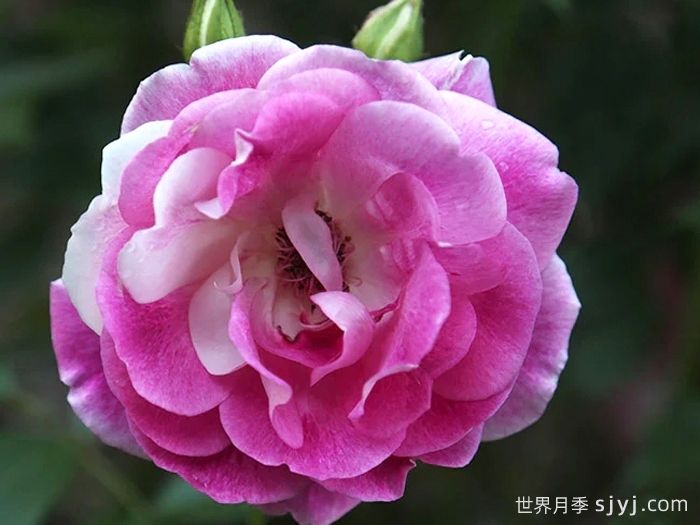 亮粉冰山月季/深粉冰山Brilliant Pink Iceberg(图3)