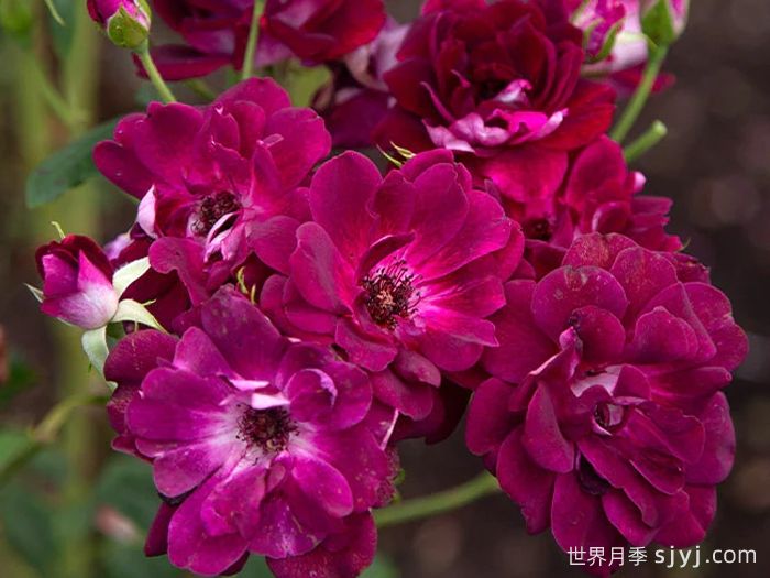 葡萄冰山月季Burgundy Iceberg(图3)