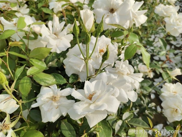 藤冰山月季Iceberg Climbing(图1)