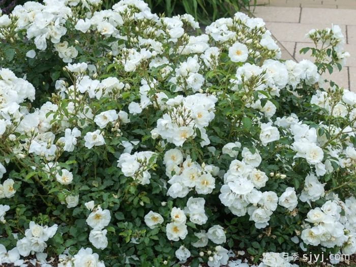 直立冰山月季Shrub Iceberg(图1)