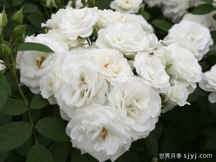 冰山宝宝月季/白雪公主宝宝Baby Schneewittchen(图3)