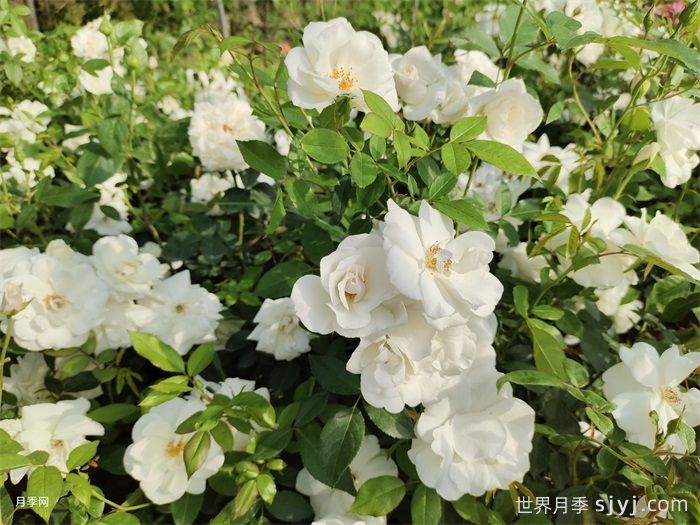 冰山月季Ice Berg(图5)