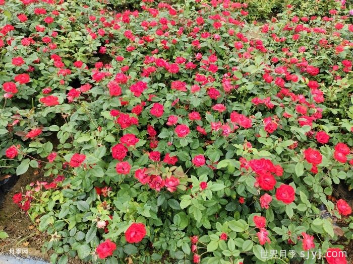 北京红月季(图8)