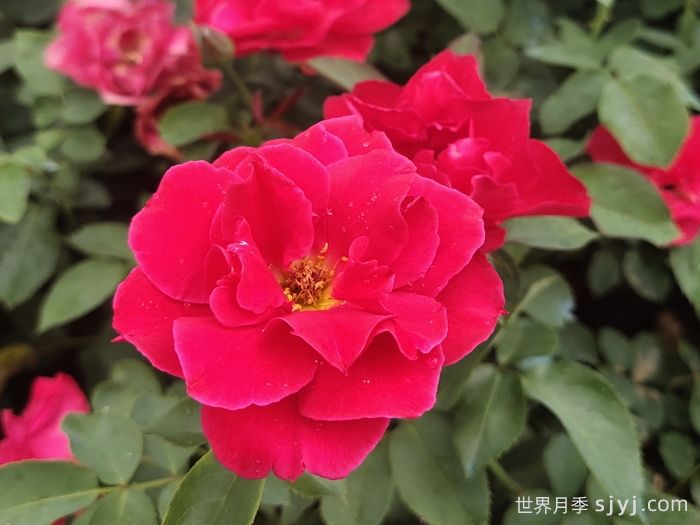 红帽子月季(图1)